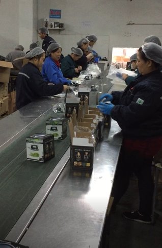 gallery/packing line